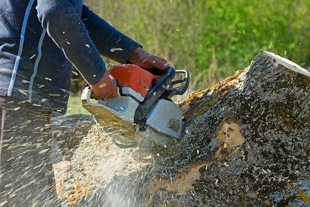 Best Fruit Tree Pruning  in Enigma, GA